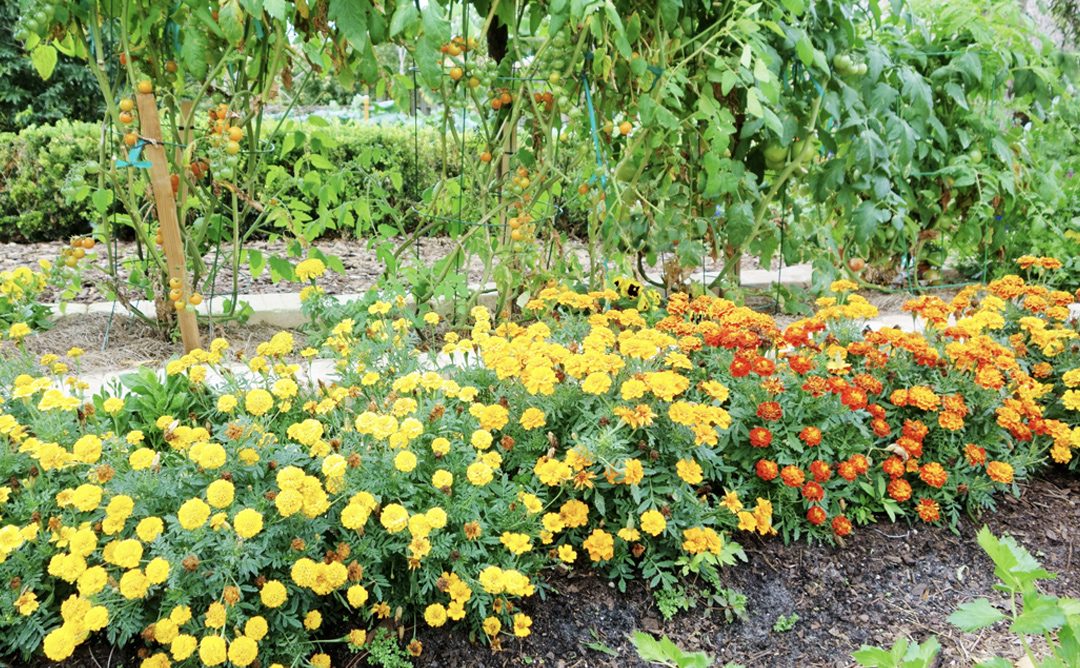 Companion Gardening for a Thriving Garden