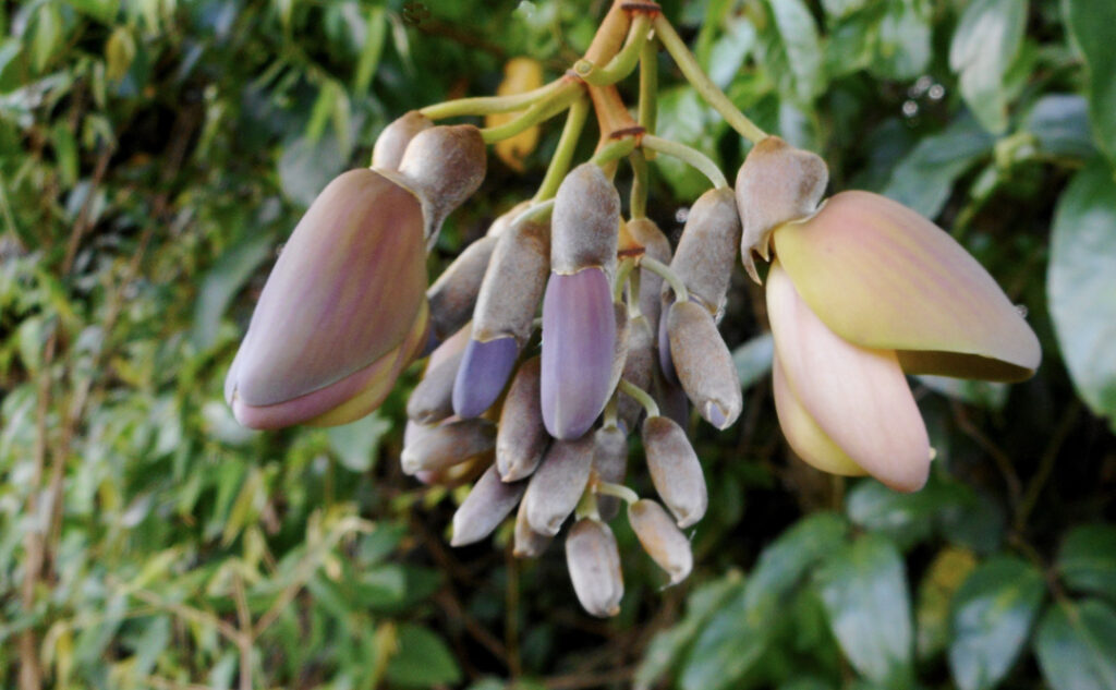 The Joy of Mucuna Pruriens-Elevate Your Mood Naturally