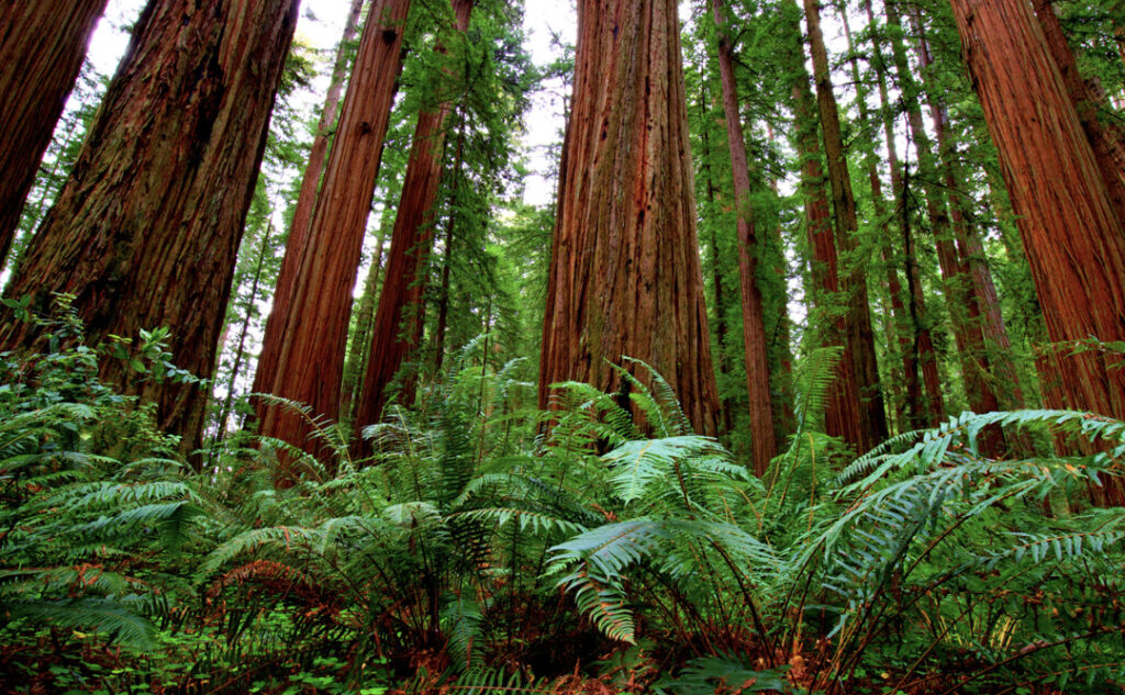 Harnessing The Power of Nature with Redwood Oil