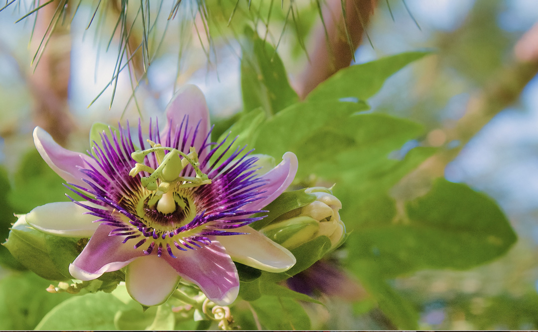 Passionflower vs. Beta-Blockers for Anxiety<br />
